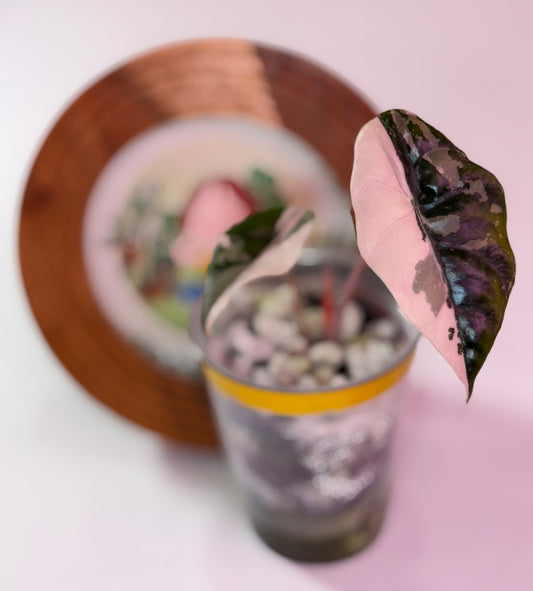 Alocasia Chantrieri Pink N3