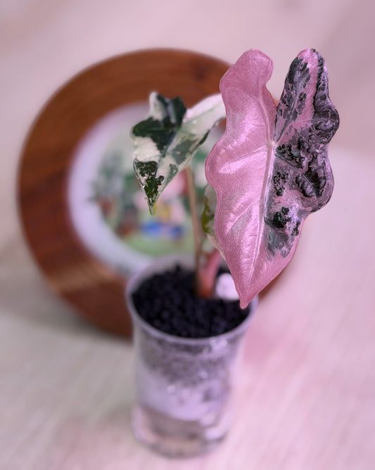 Alocasia Nobilis K Version (Number 9)