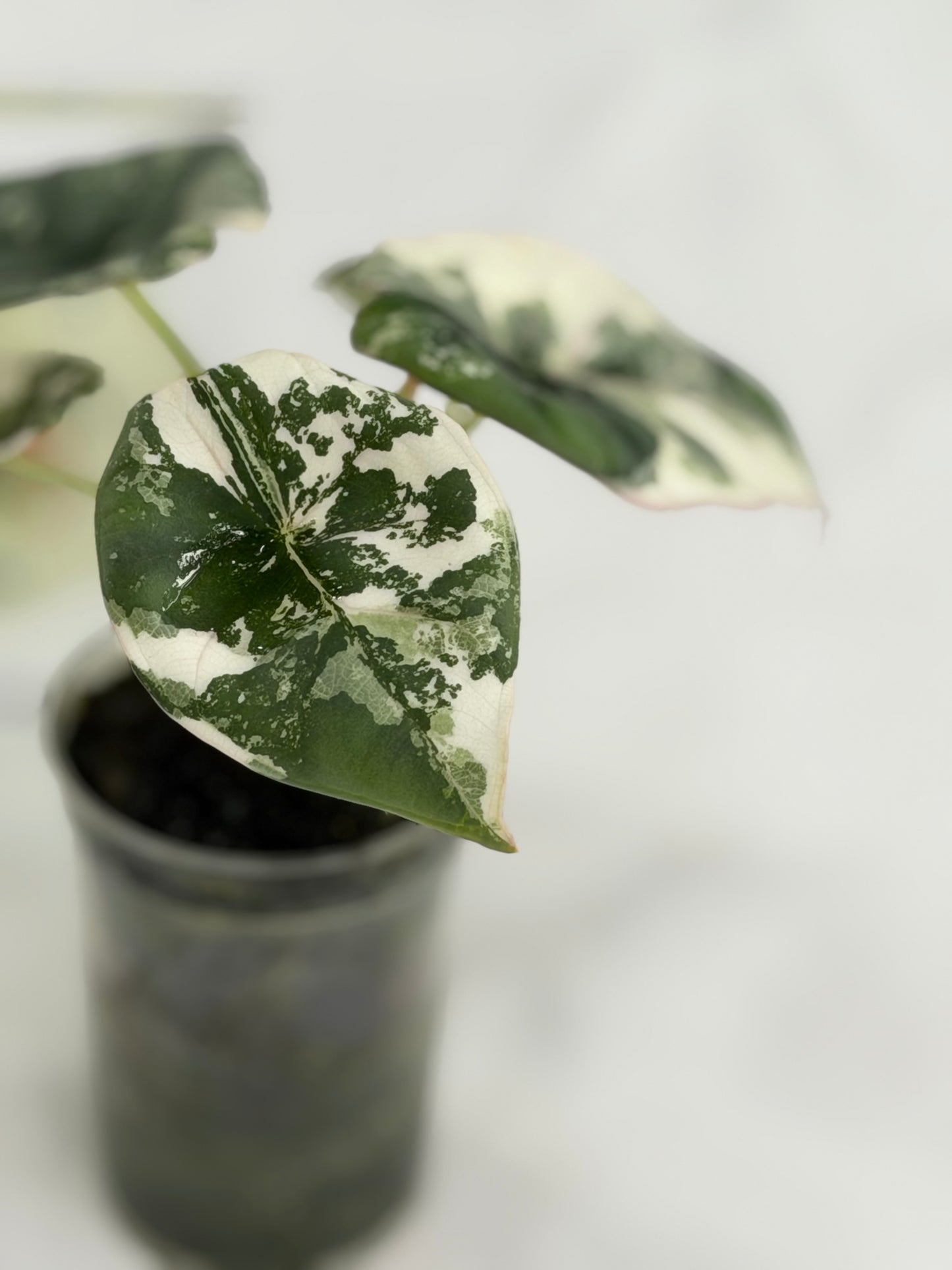 Alocasia Nebula Albo #A3