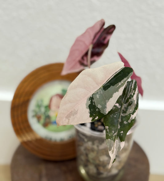 Alocasia Chantrieri Pink