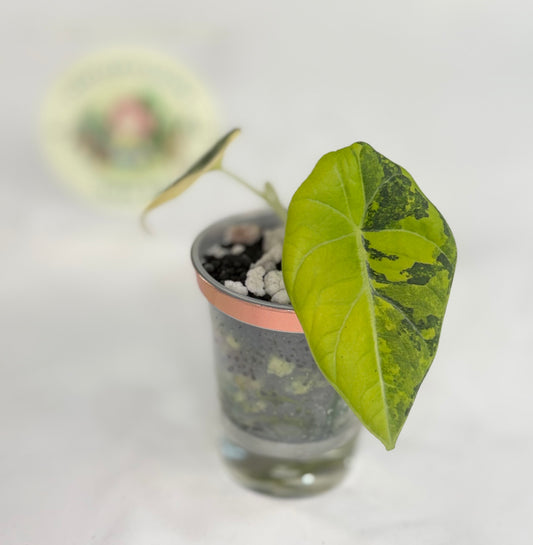 Alocasia Maharani Golden Lime