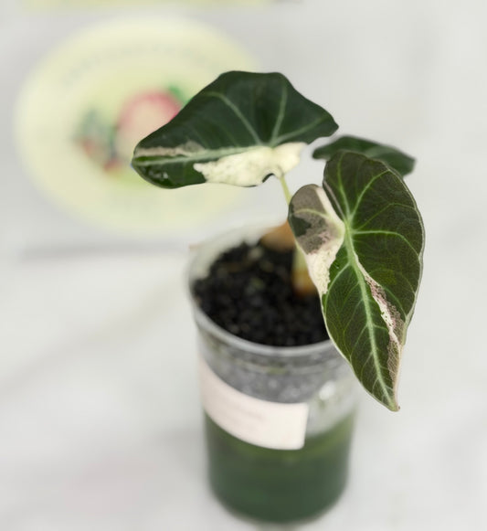 Alocasia Black Velvet Dalmatian/Snowflake #4