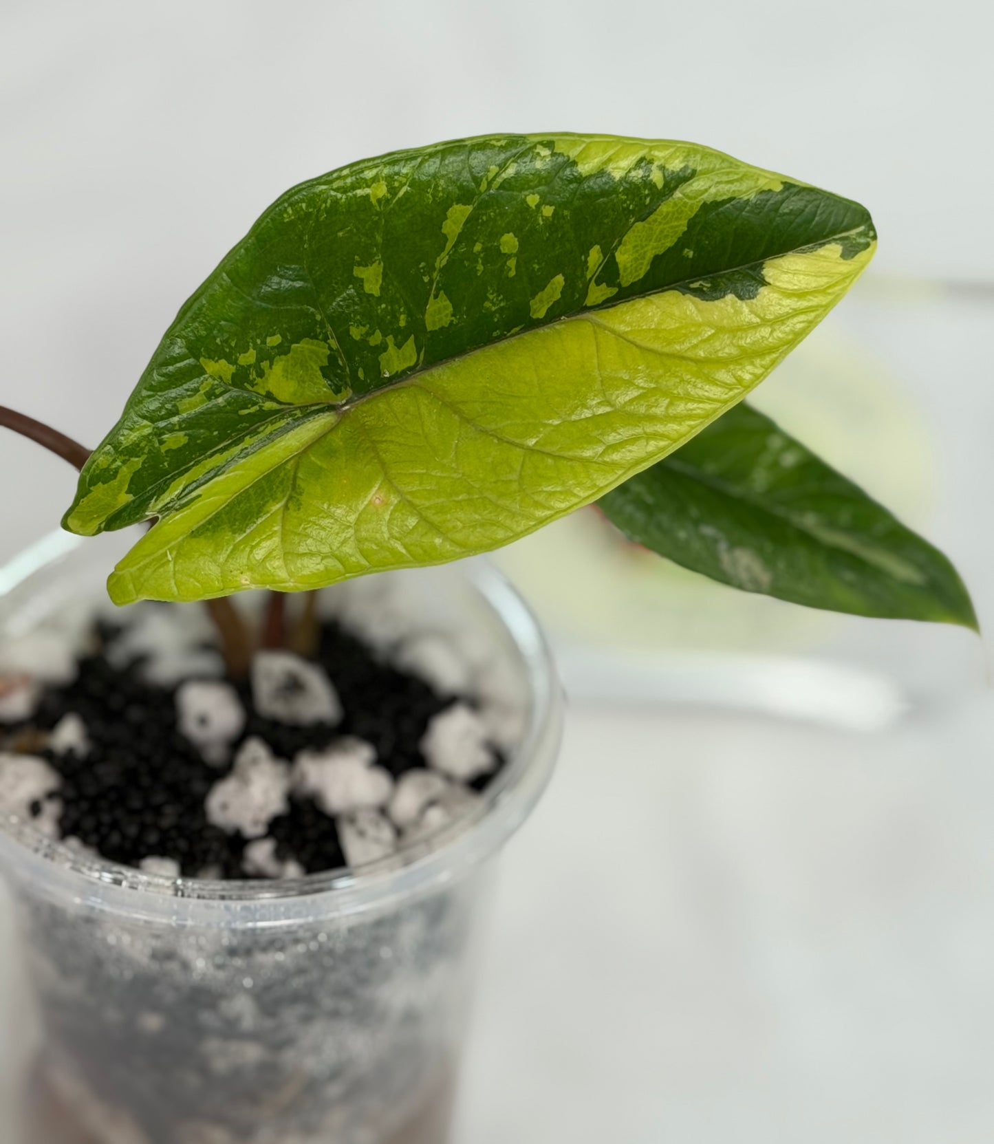 Alocasia Scalprum Aurea (Bright Color)