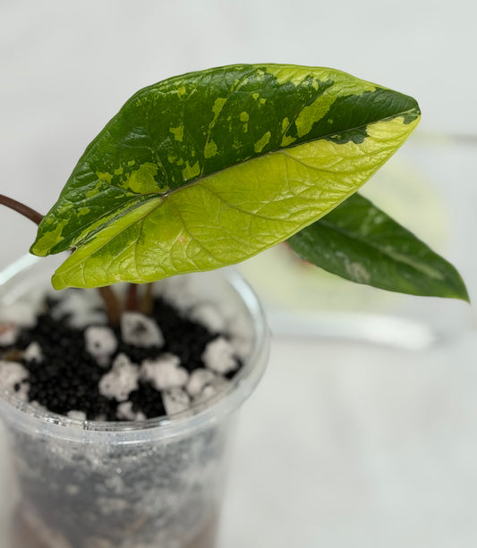 Alocasia Scalprum Aurea (Bright Color)