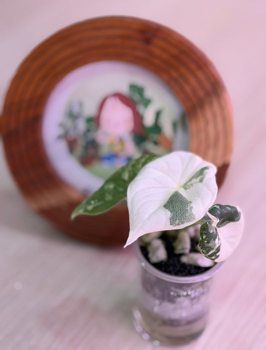 Alocasia Melo Albo B3