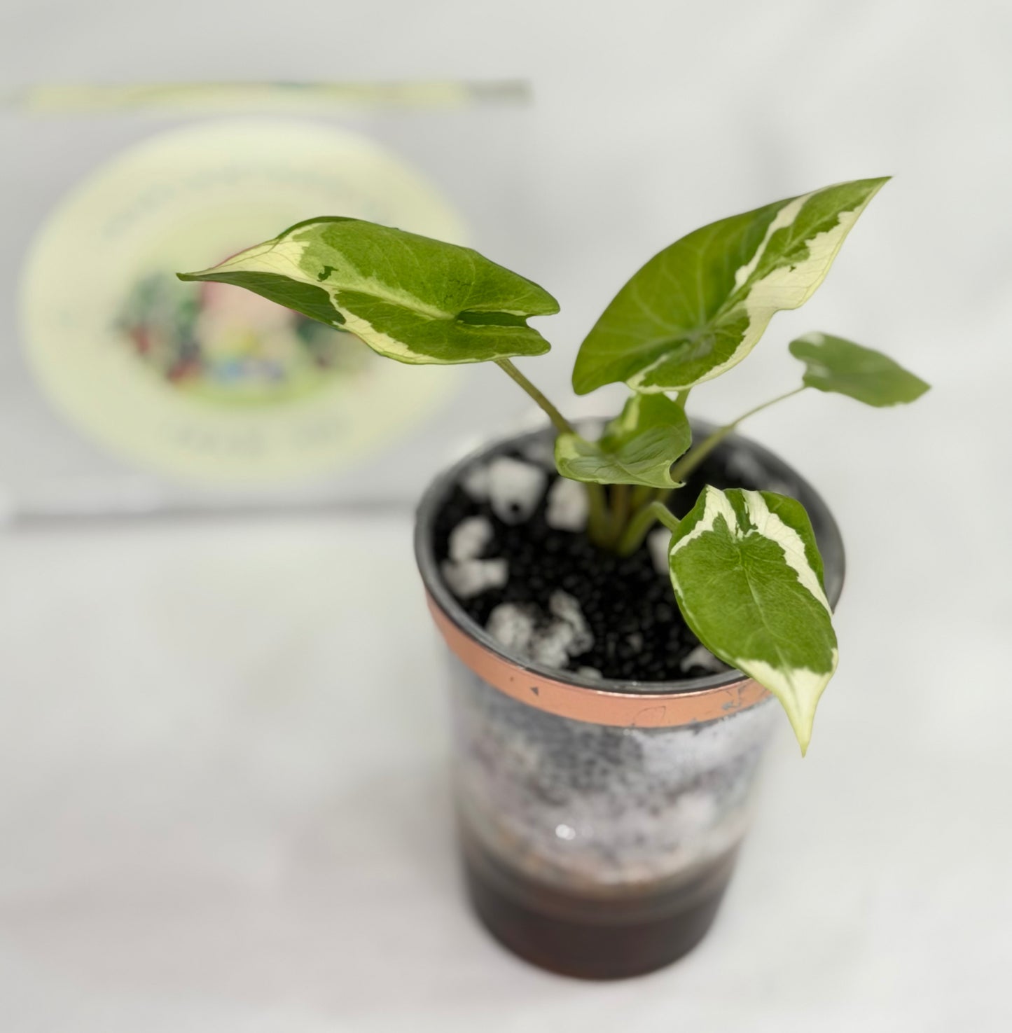 Alocasia Scalprum Lava #1