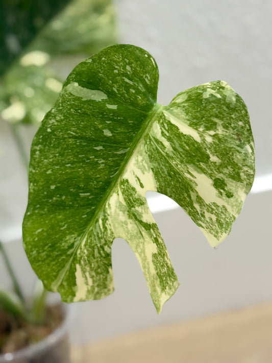 Monstera Platinum