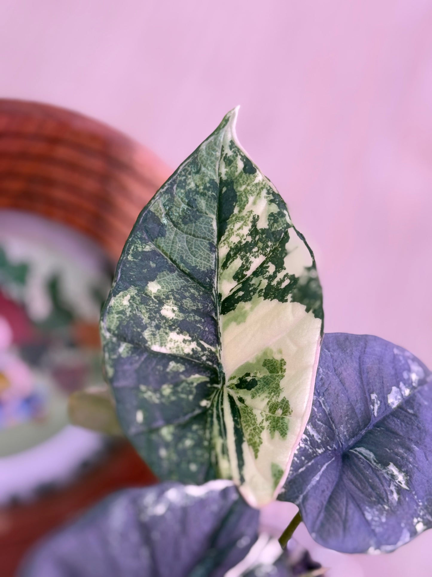 Alocasia Platinum Albo Number 5