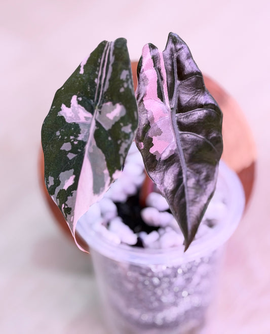 Alocasia Chantrieri Pink