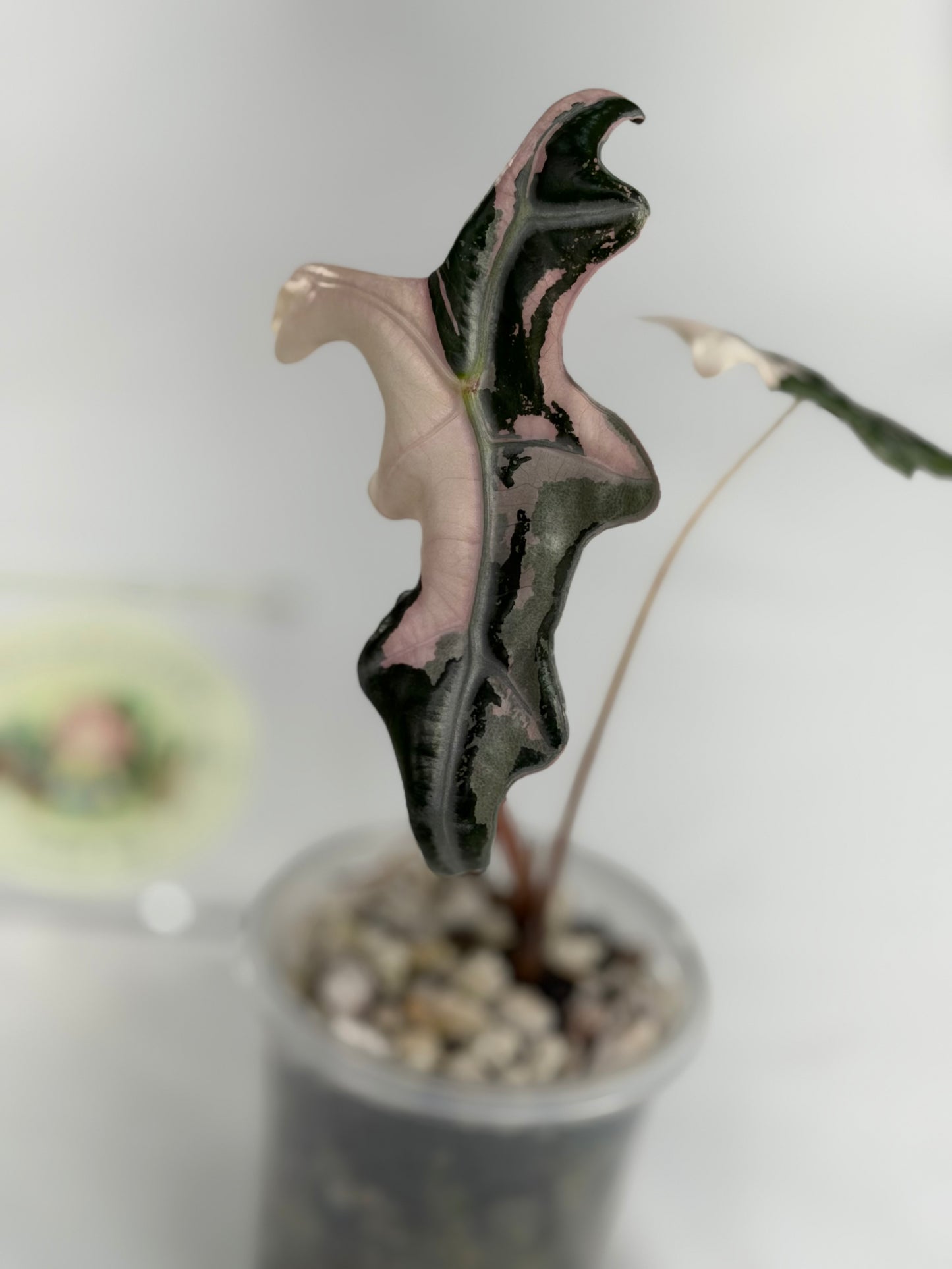 Alocasia Nobilis K