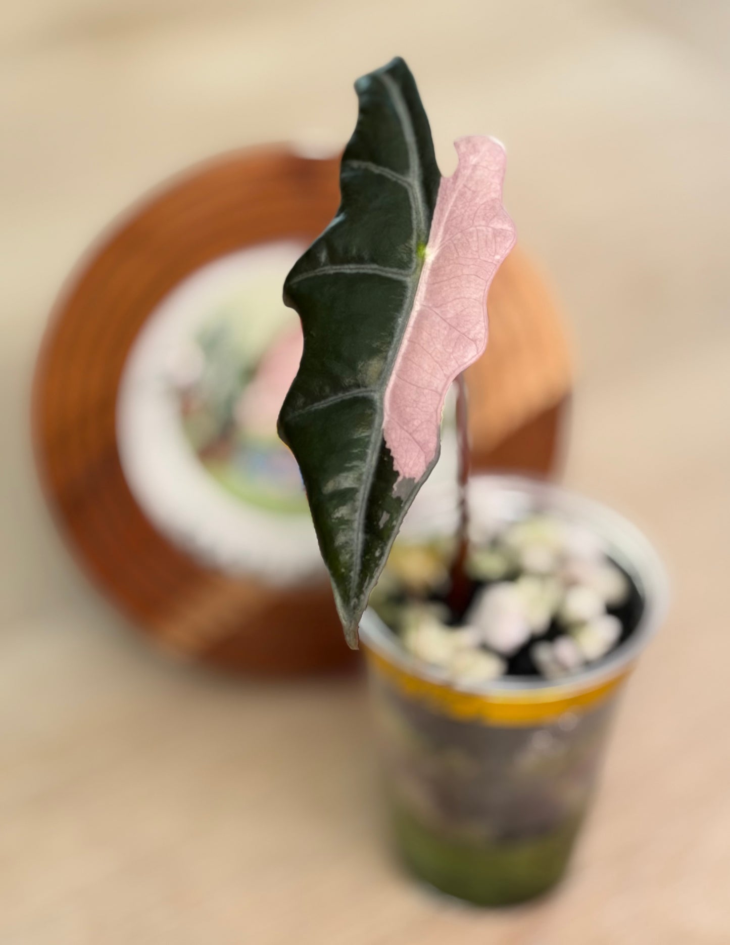 Alocasia Nobilis K Version