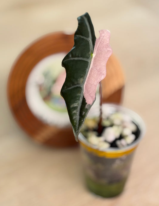 Alocasia Nobilis K Version