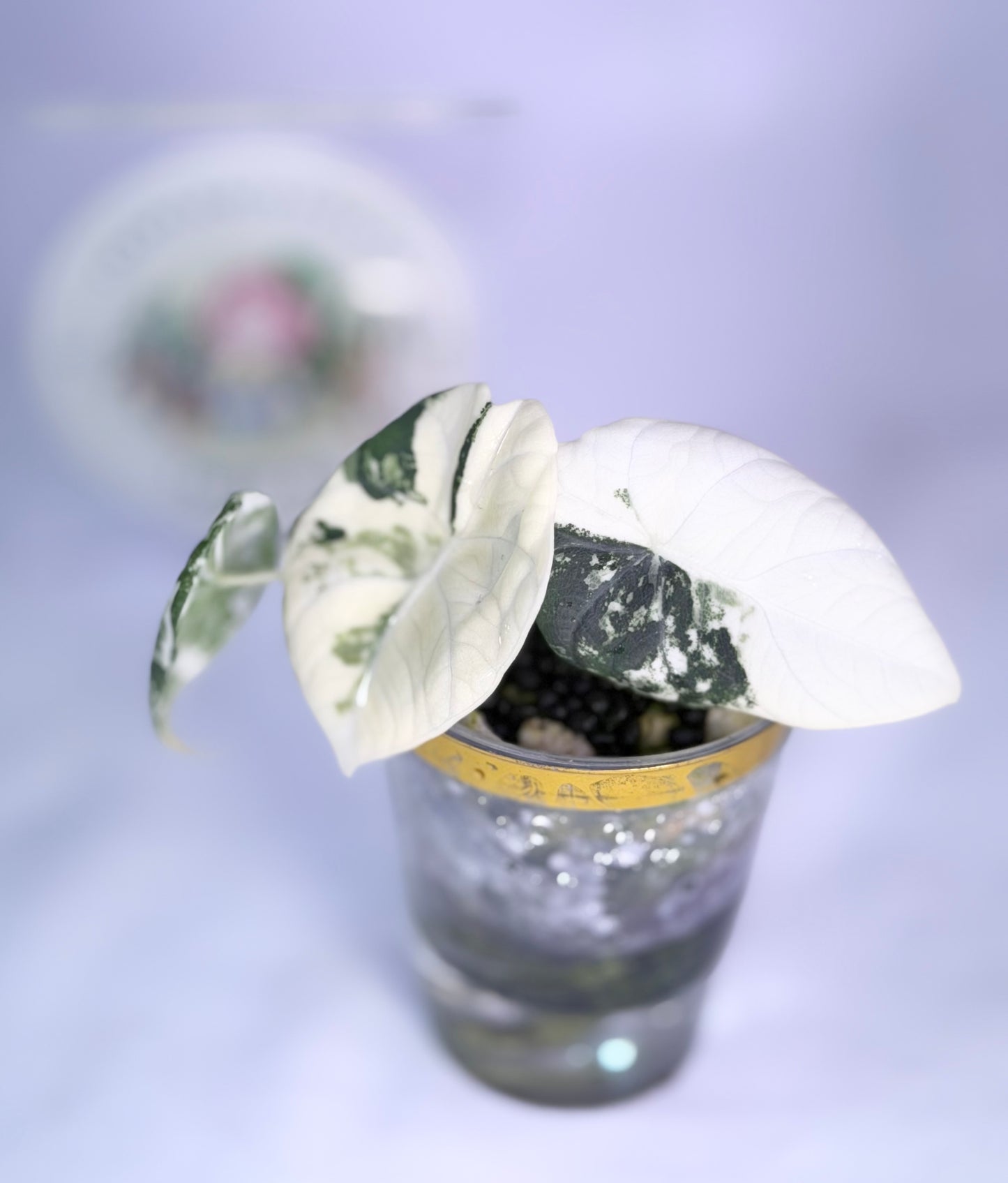 Alocasia Maharanii Albo