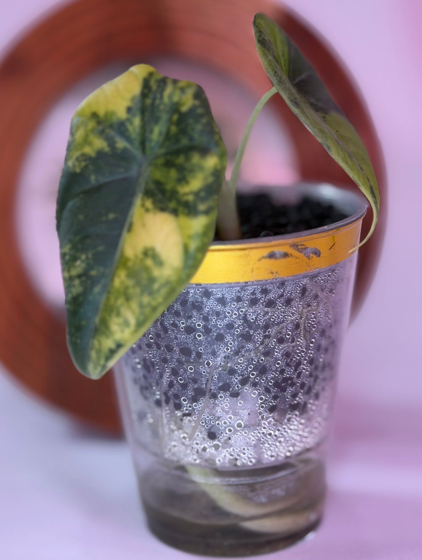 Alocasia Maharanii Golden Lime