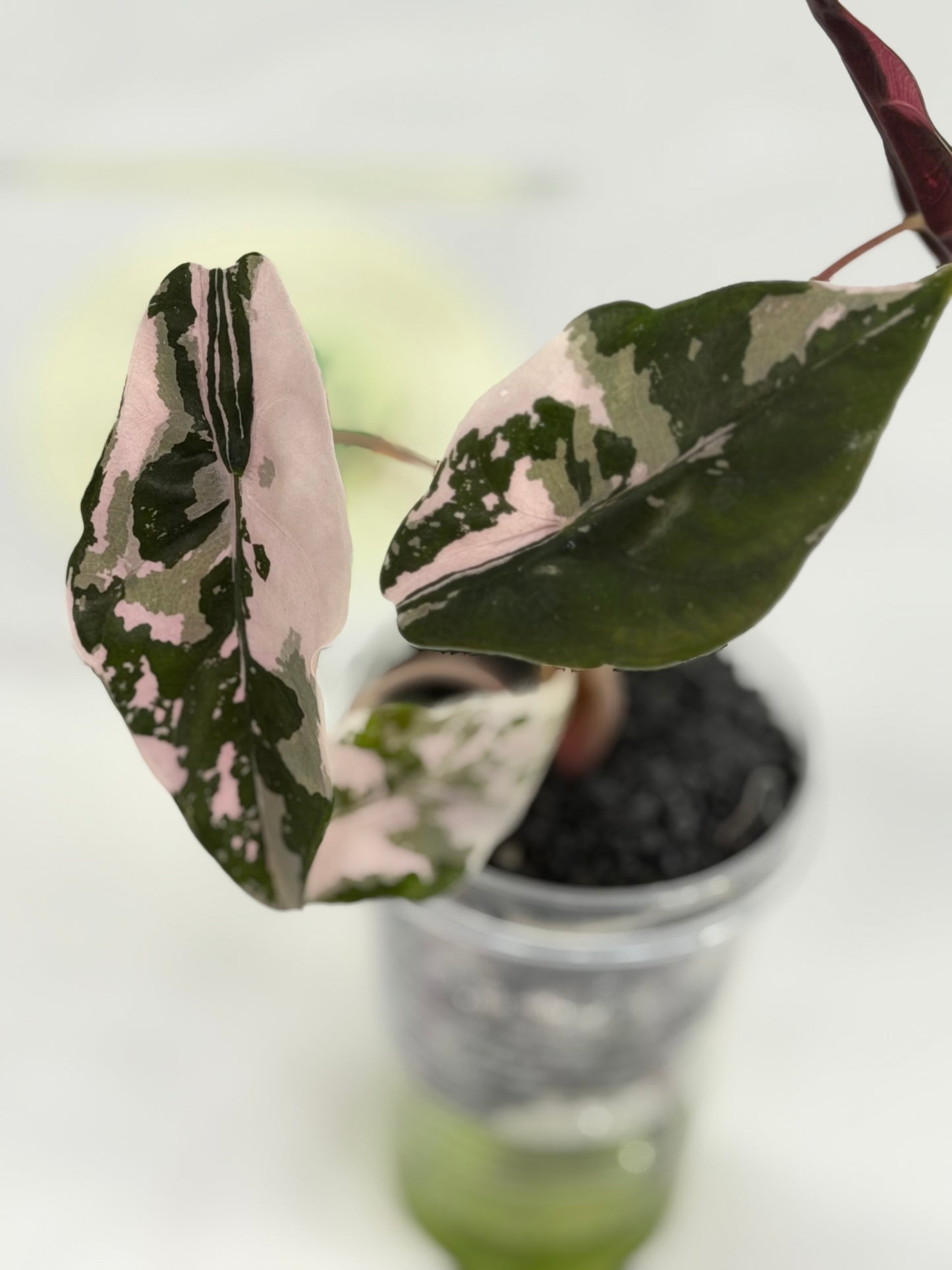 Alocasia Chantrieri #2