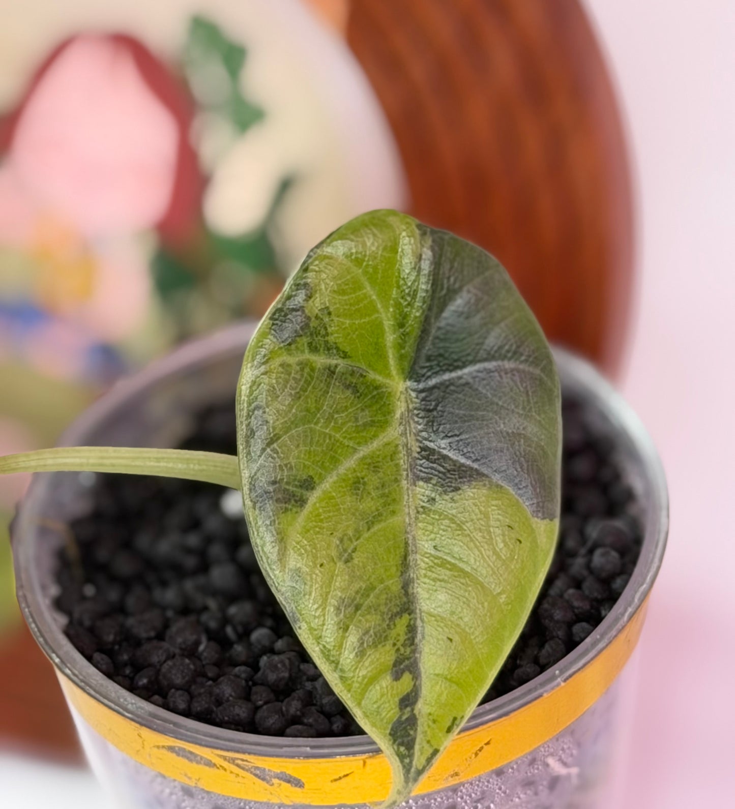 Alocasia Maharanii Golden Lime