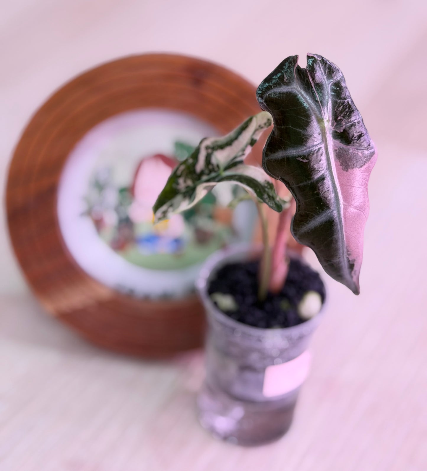 Alocasia Nobilis K Verision K1