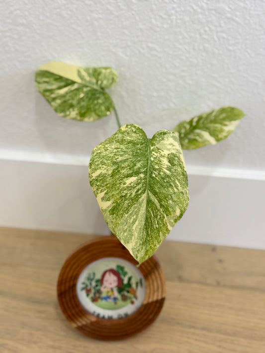 Monstera Legacy