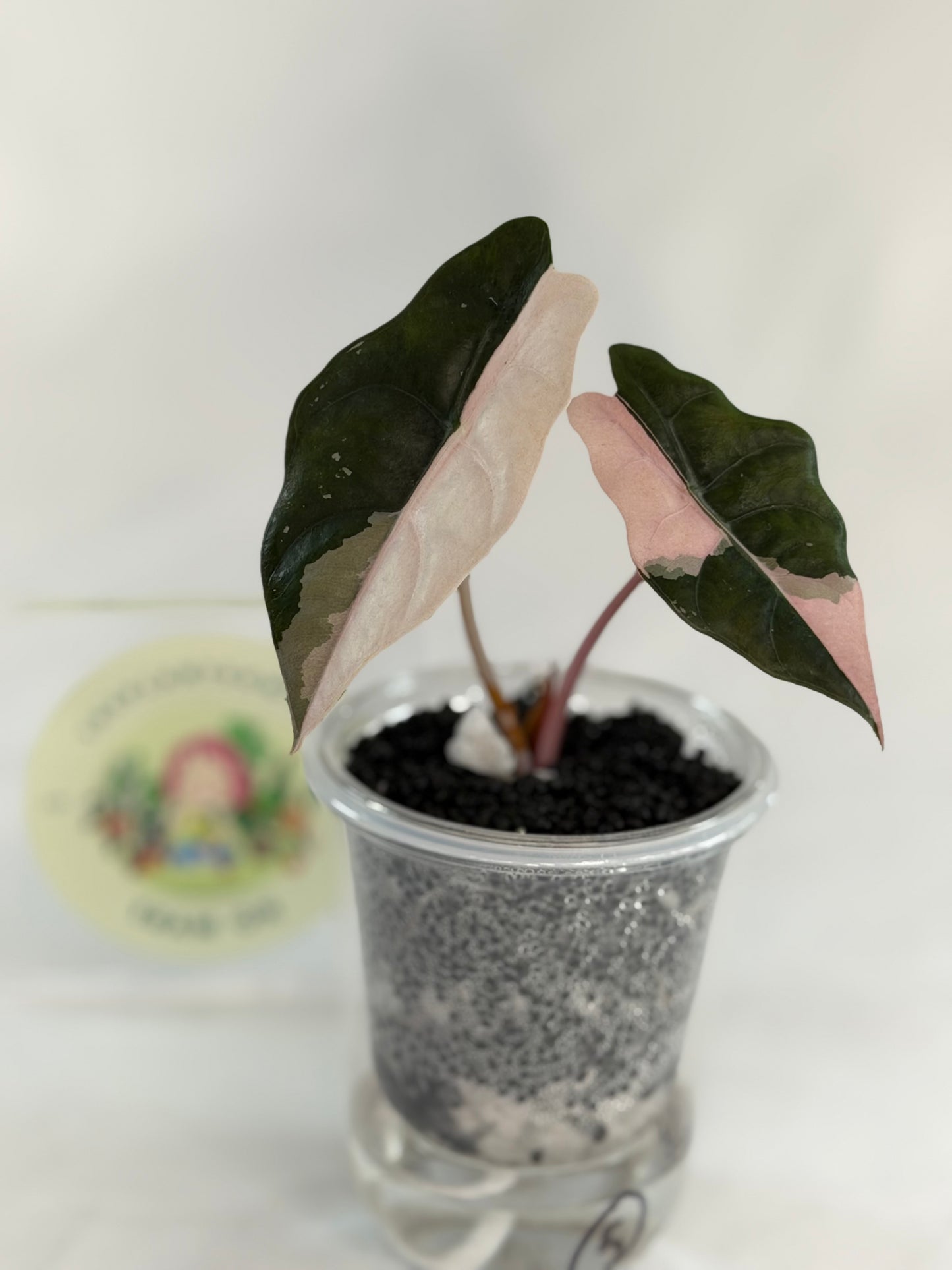 Alocasia Chantrieri Pink #3