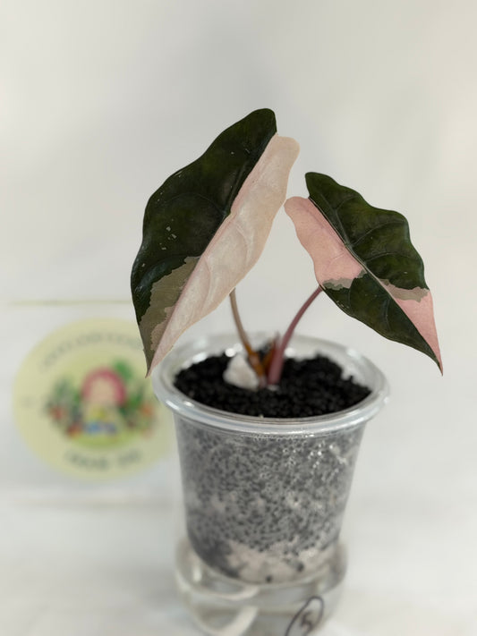 Alocasia Chantrieri Pink #3