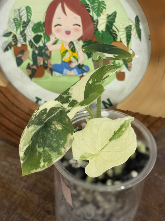 Alocasia Melo Albo