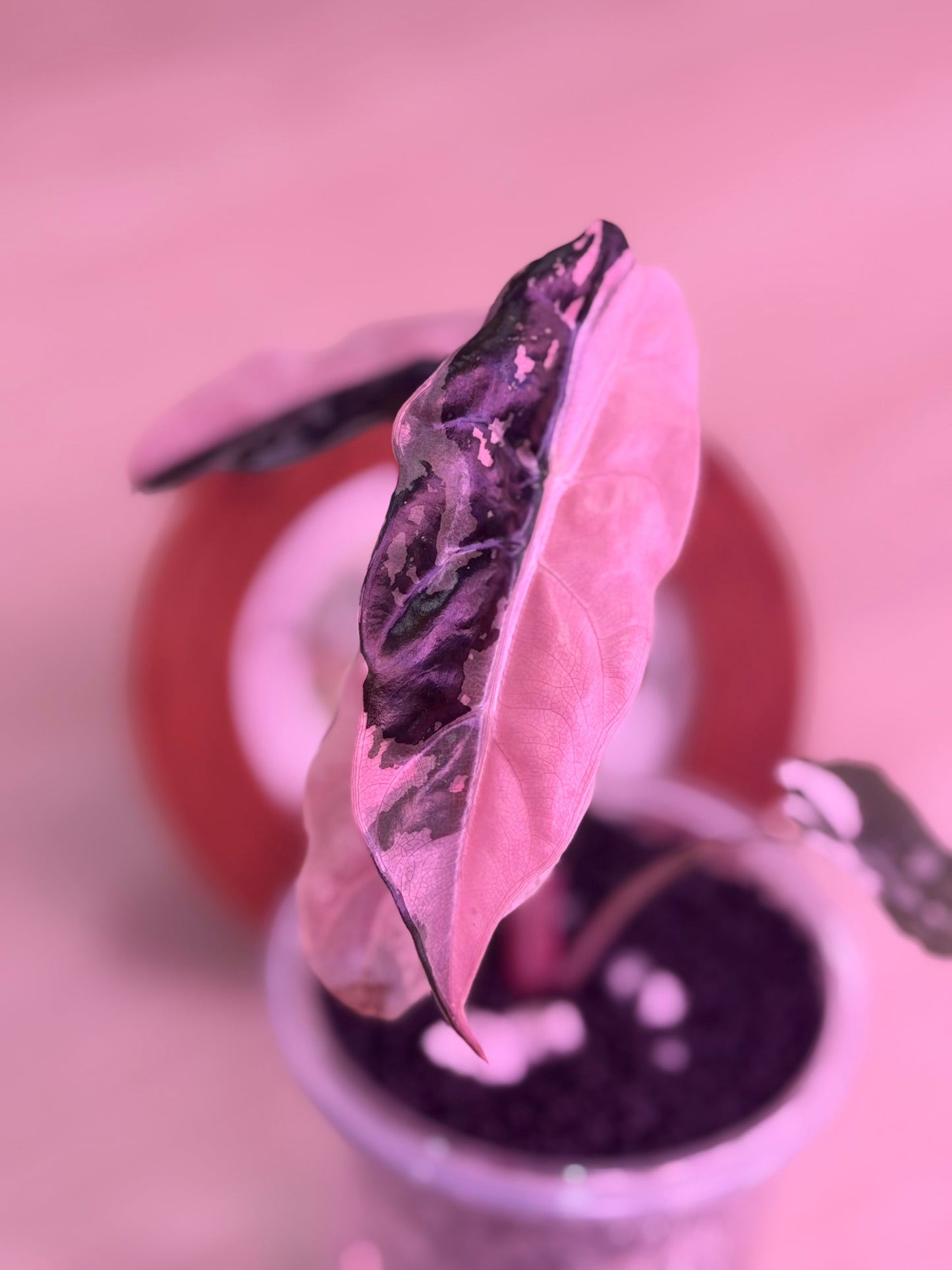 Alocasia Chantrieri Pink