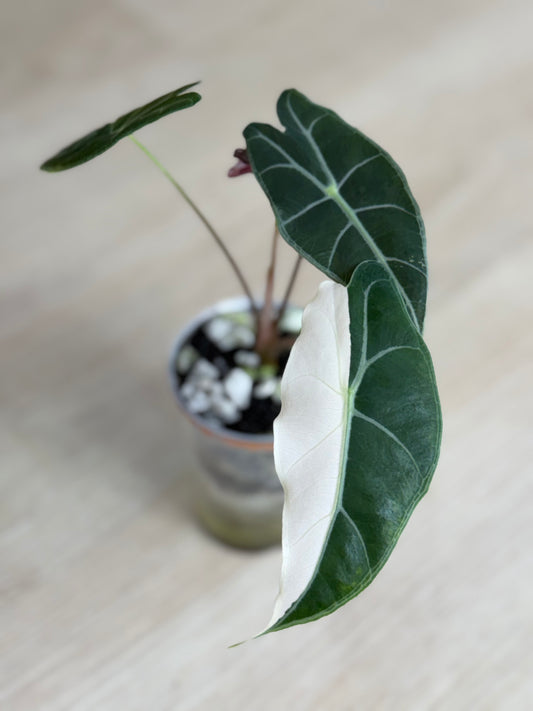Alocasia Black Satun Pink
