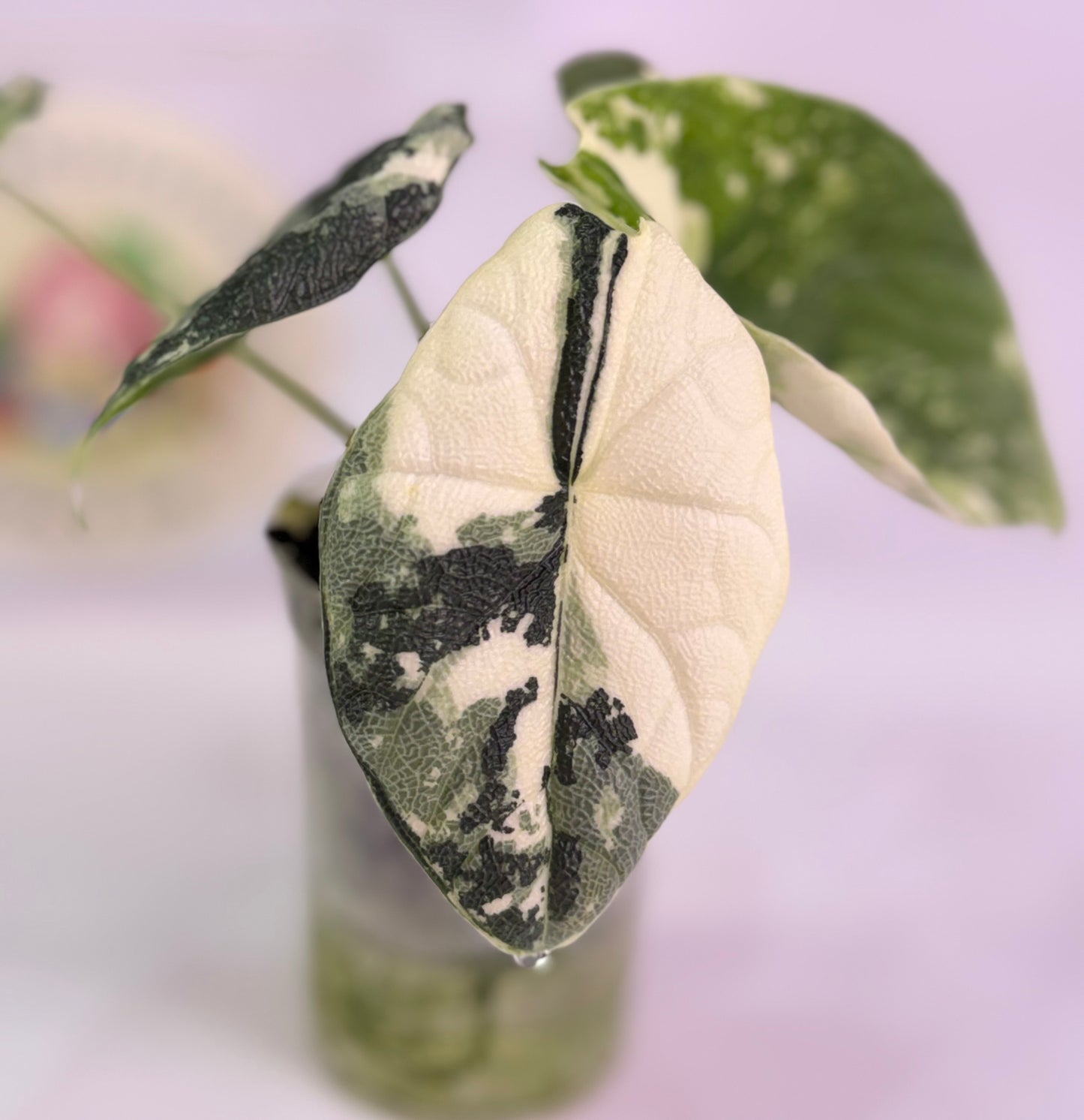 Alocasia Melo Albo C1