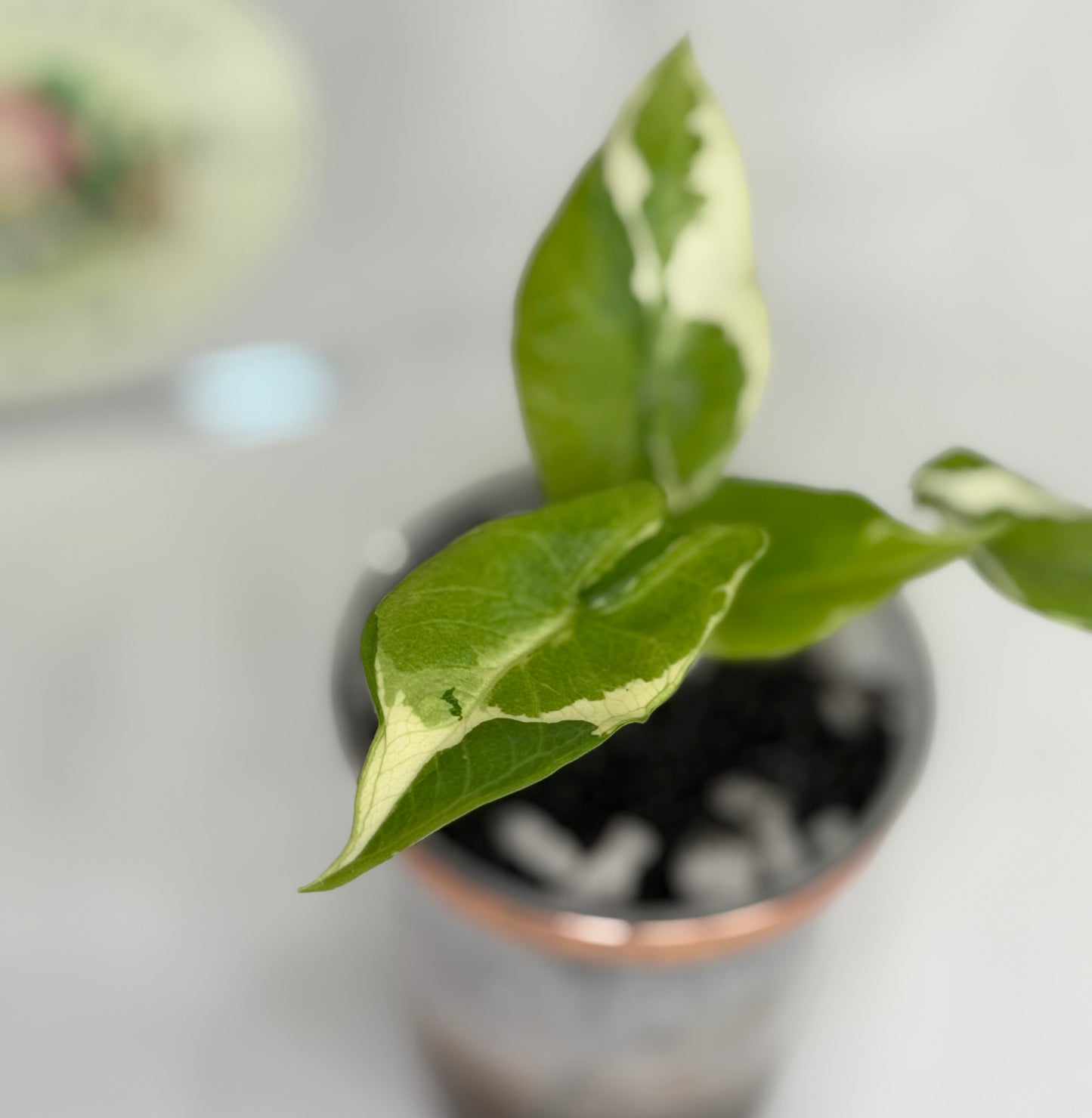 Alocasia Scalprum Lava #1