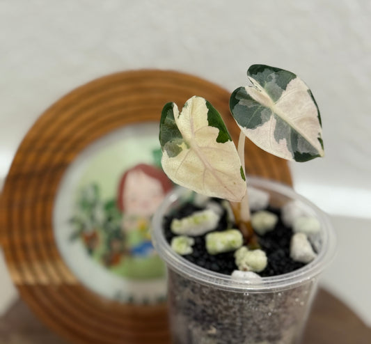 Alocasia Balloon Heart