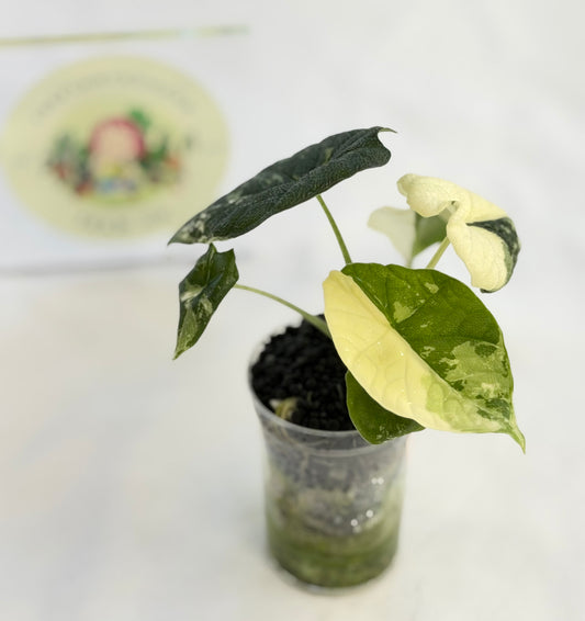 Alocasia Melo Albo #3