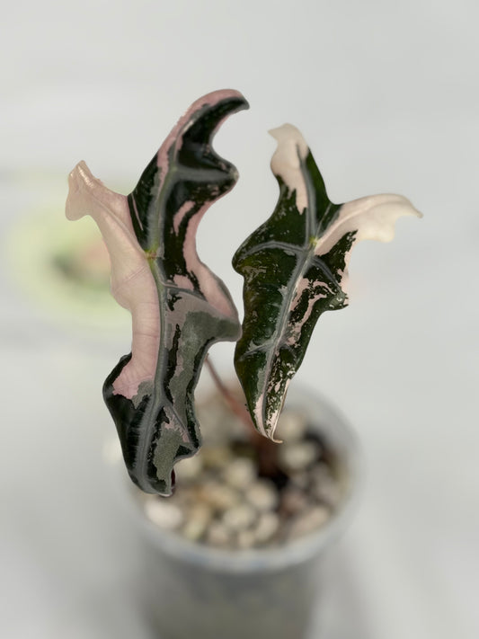 Alocasia Nobilis K