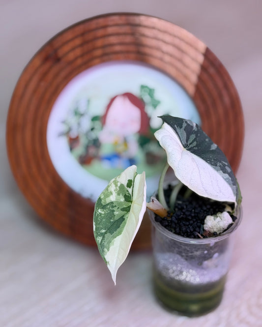 Alocasia Melo Albo B4
