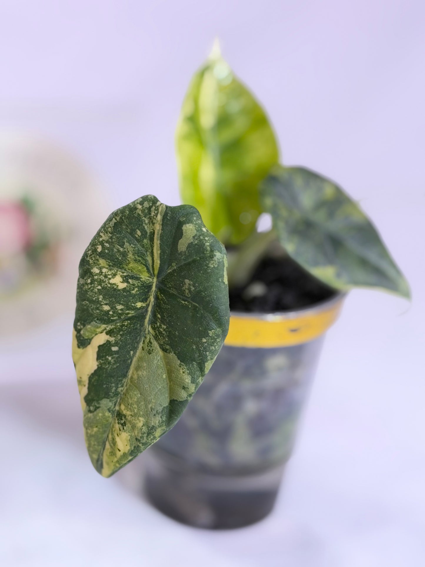 Maharanii Golden Lime