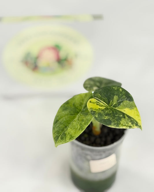 Alocasia Melo Aurea #4