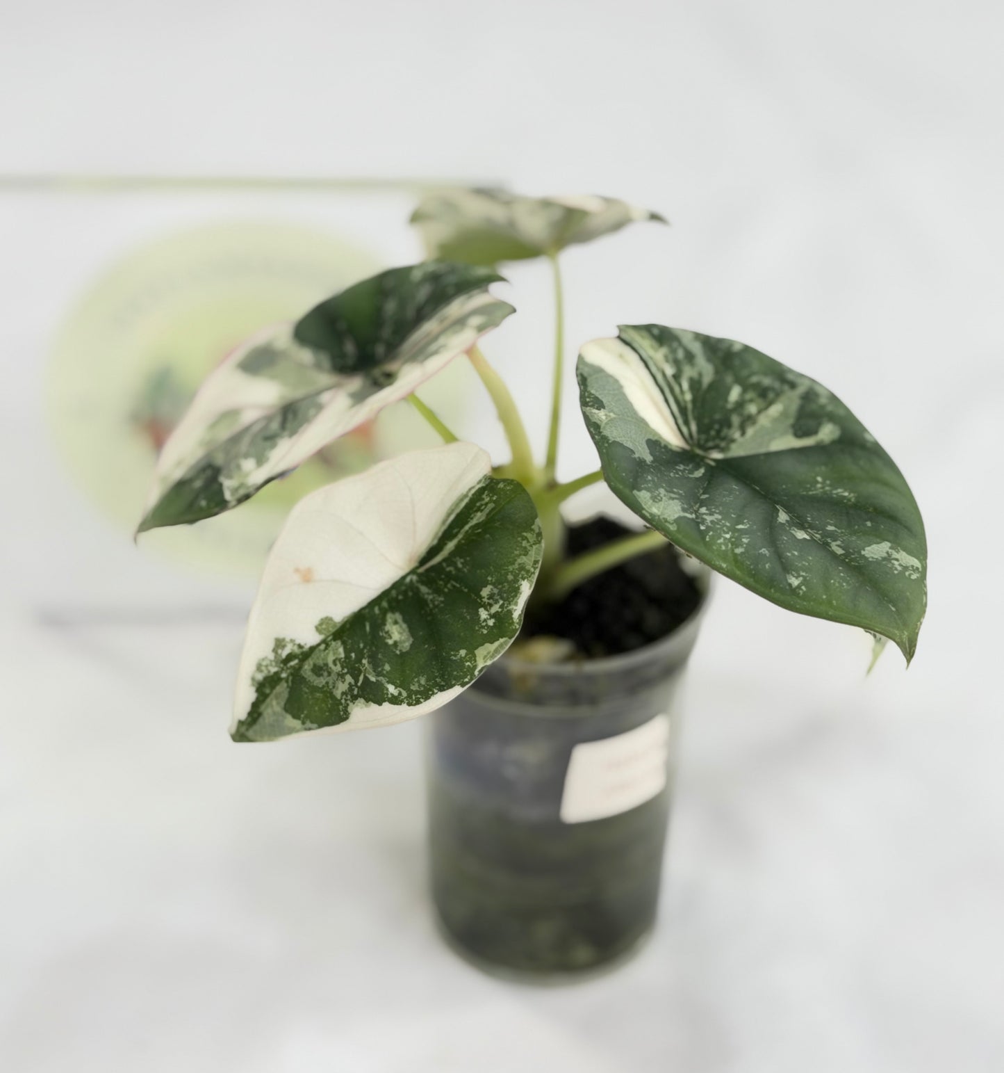 Alocasia Nebula Albo #A3