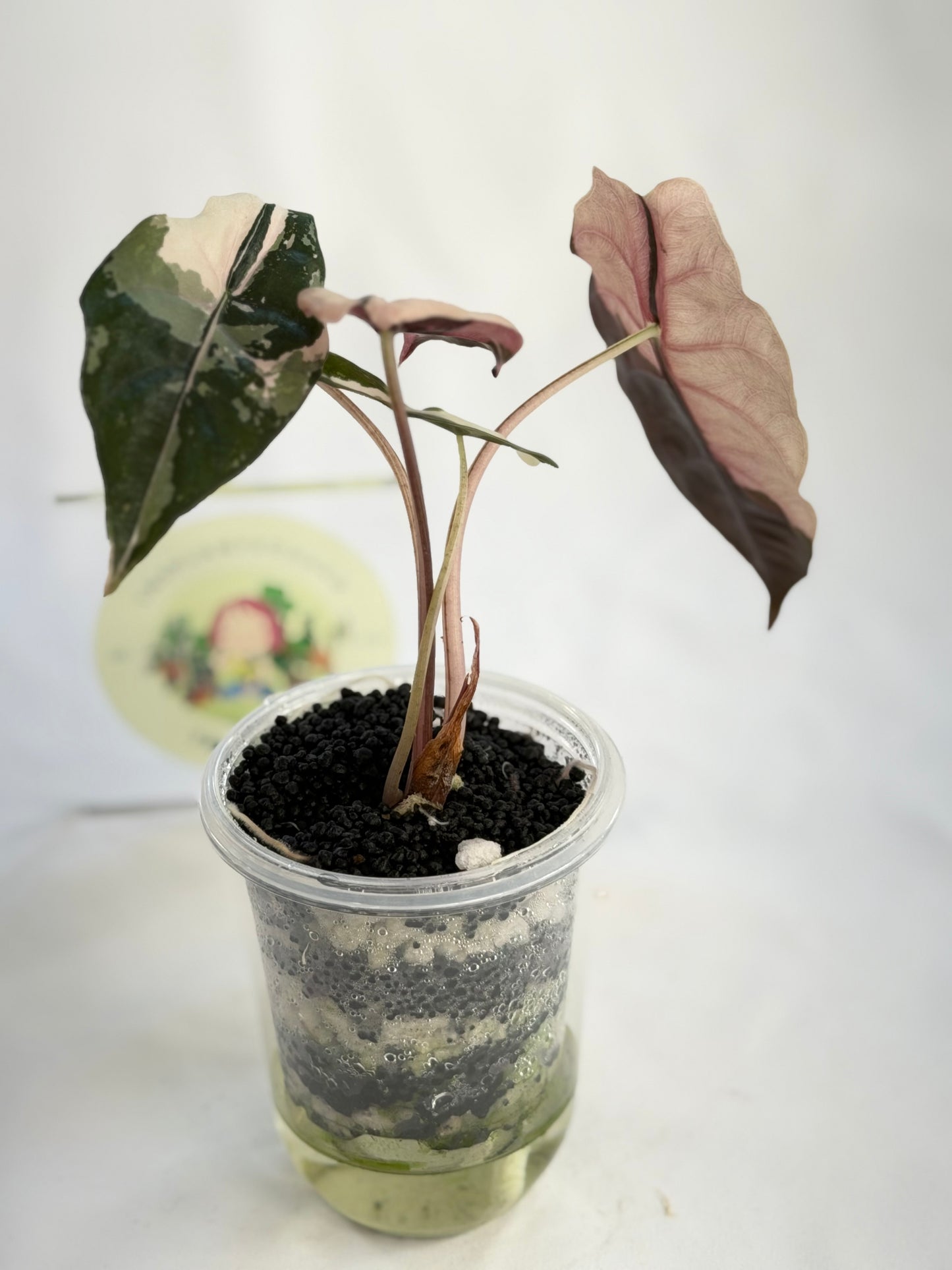 Alocasia Chantrieri Pink