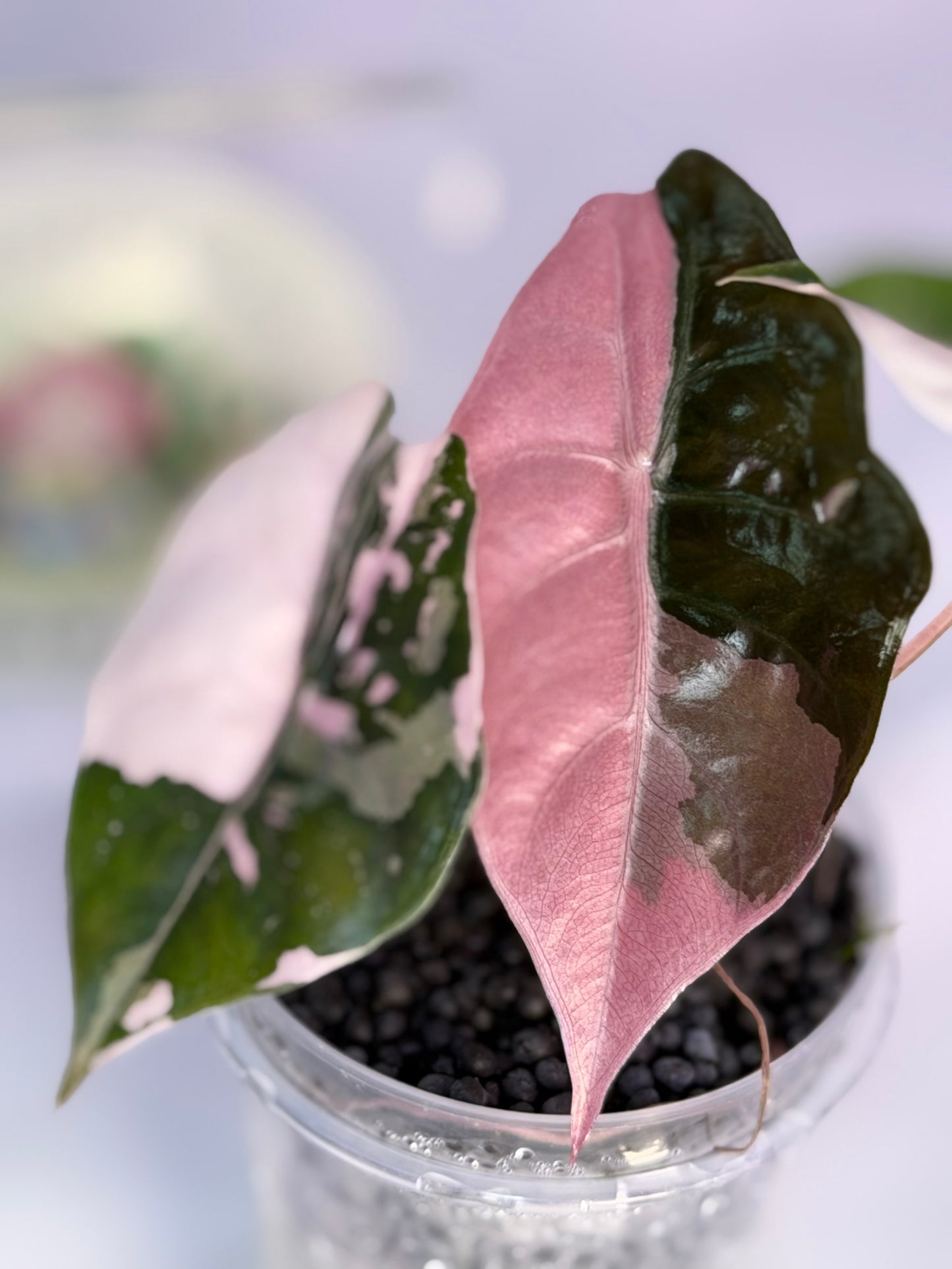 Alocasia Chantrieri Pink