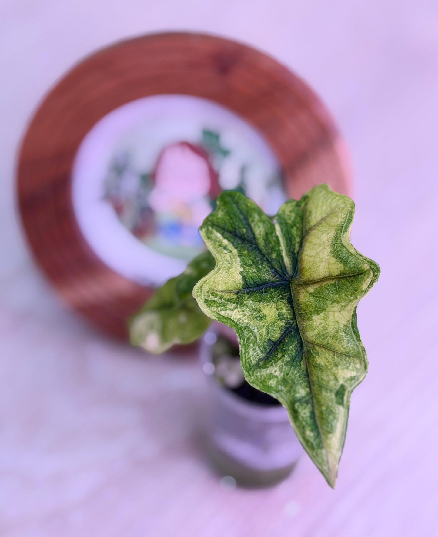 Alocasia Jacklyn Mystic