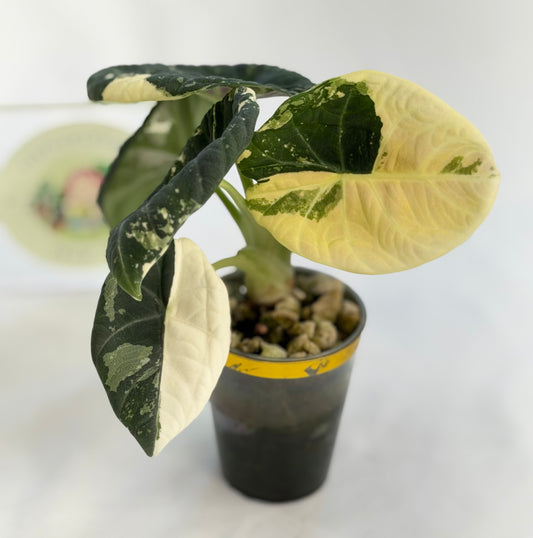 Alocasia Maharani Albo (Mother Plant)