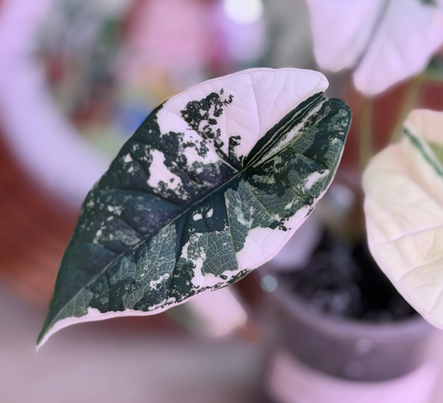 Alocasia Platinum Albo Number N3