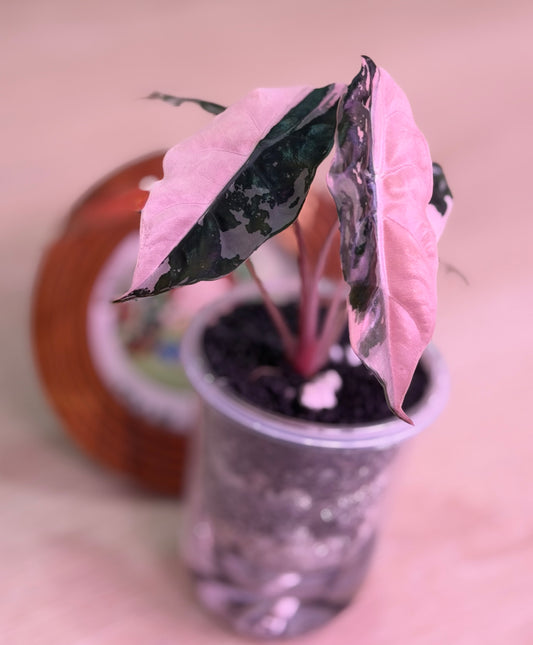 Alocasia Chantrieri Pink