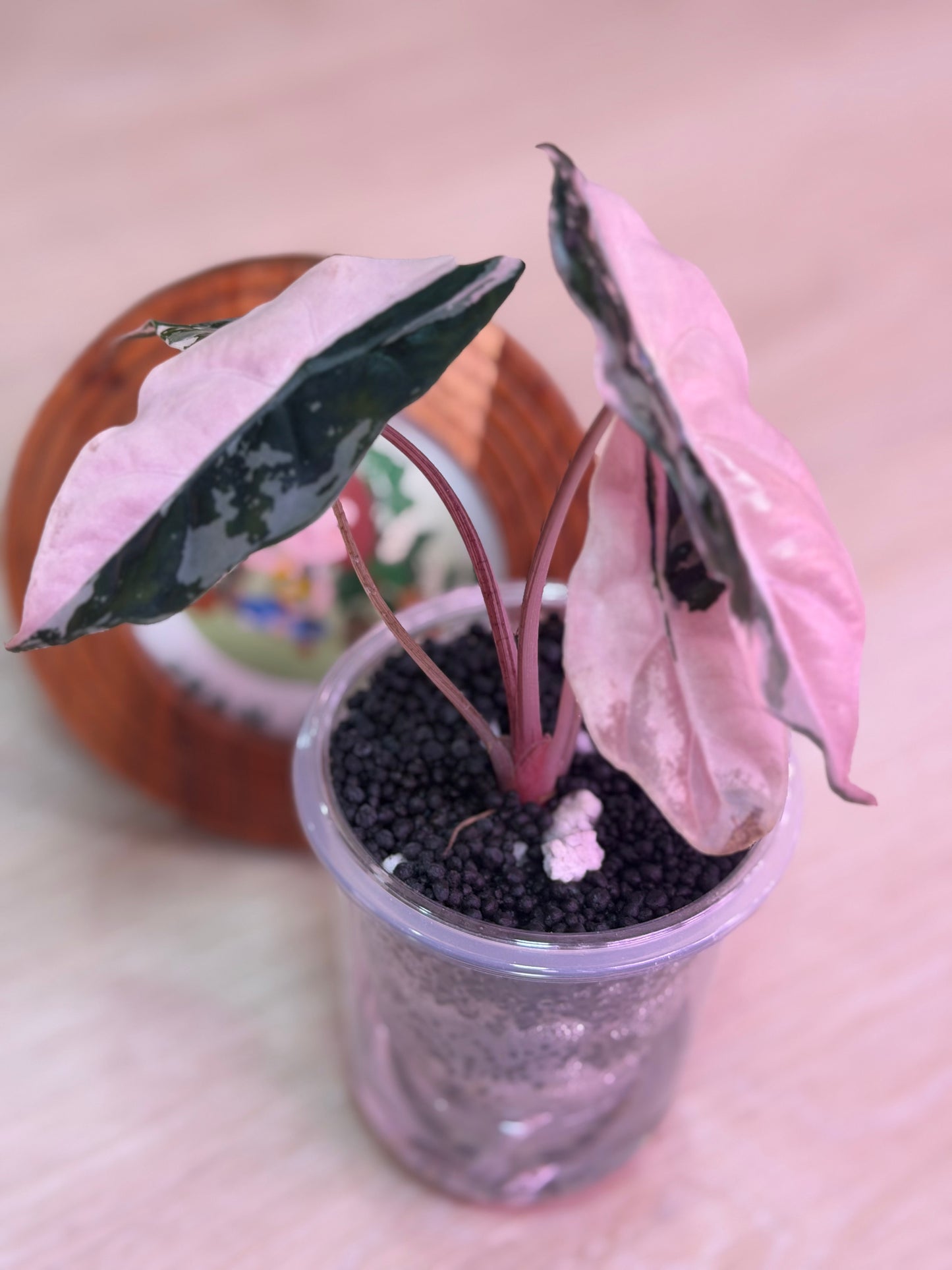 Alocasia Chantrieri Pink