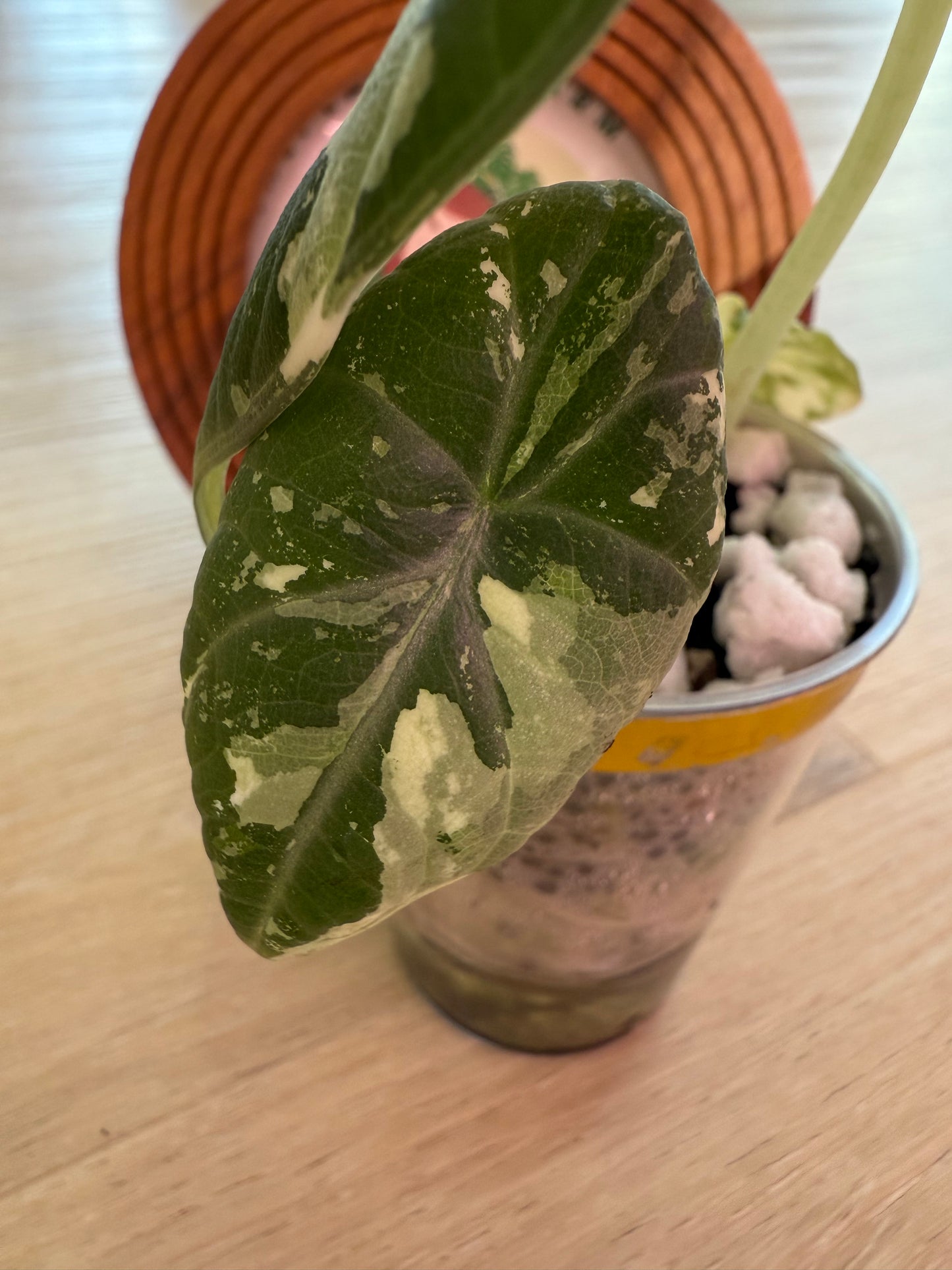 Alocasia Maharanii Albo
