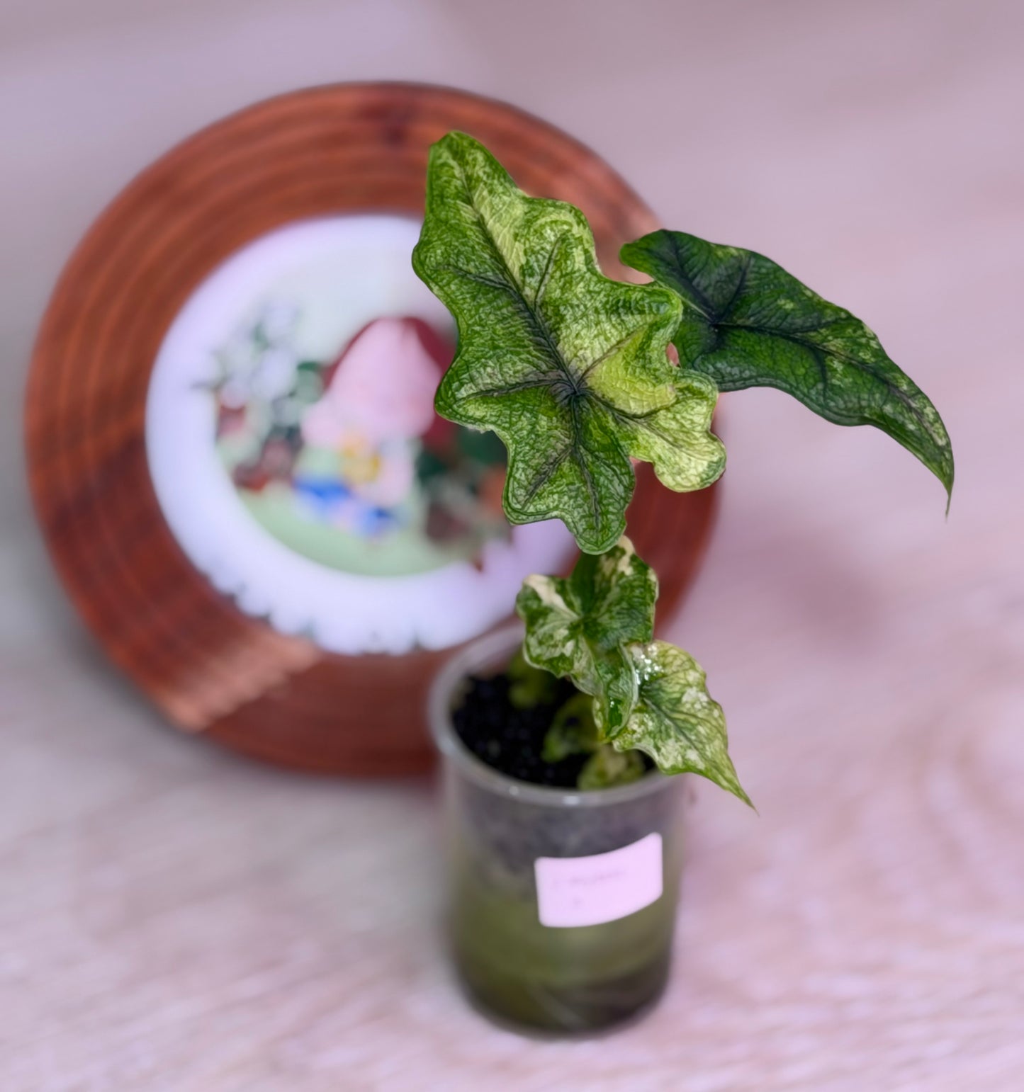 Alocasia Jacklyn Mystic N4