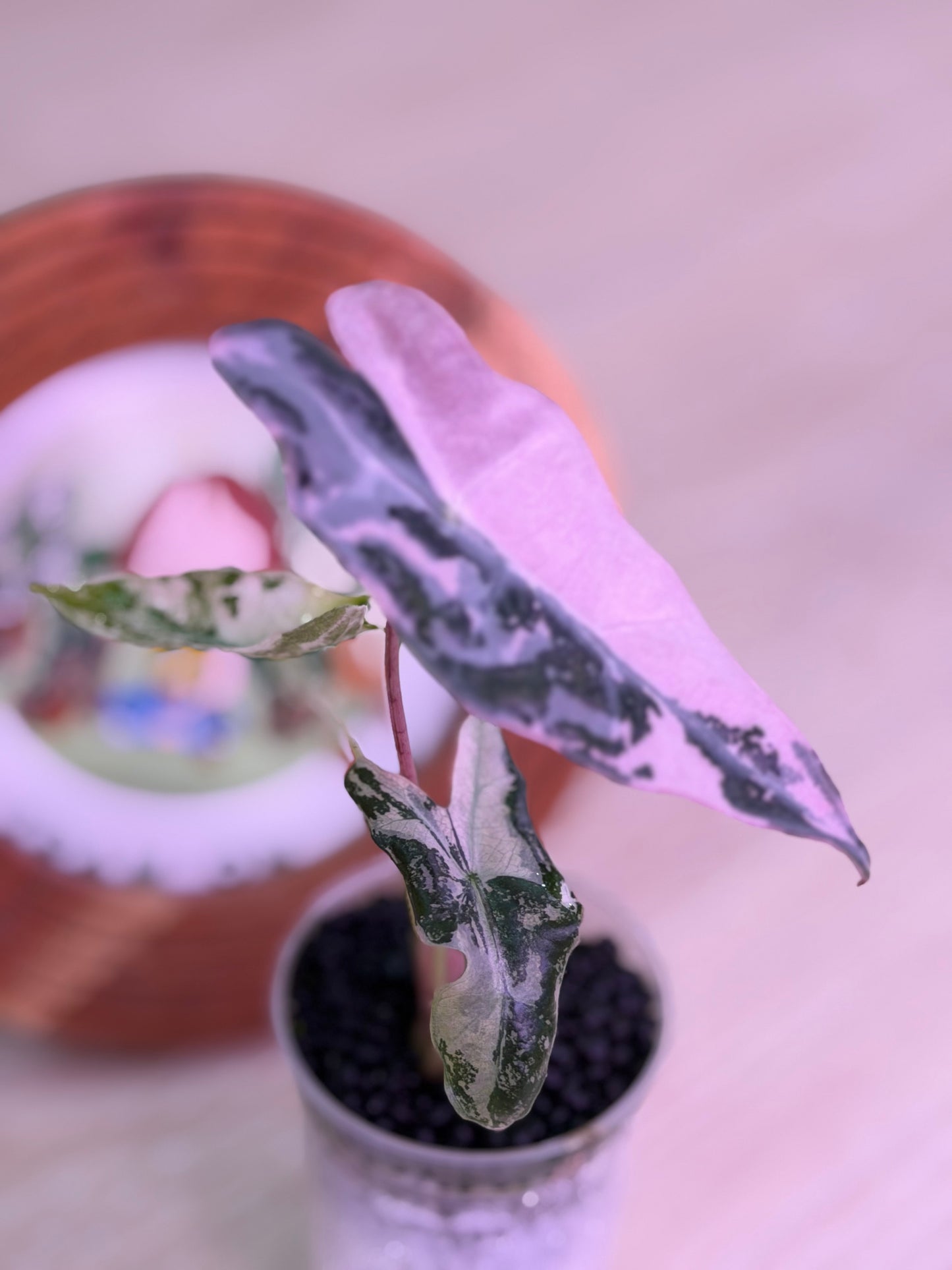 Alocasia Nobilis K Version K12