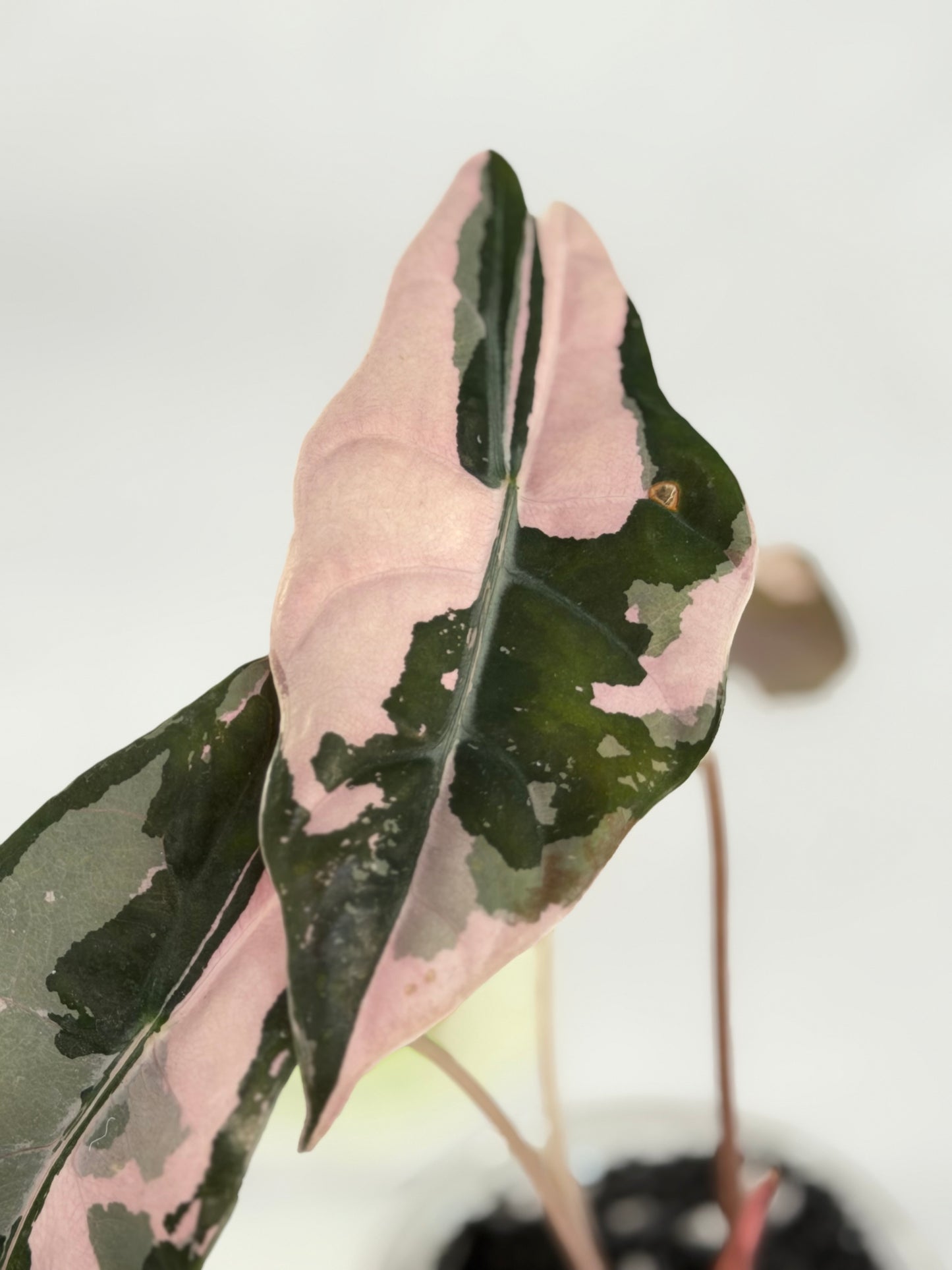 Alocasia Chantrieri Pink