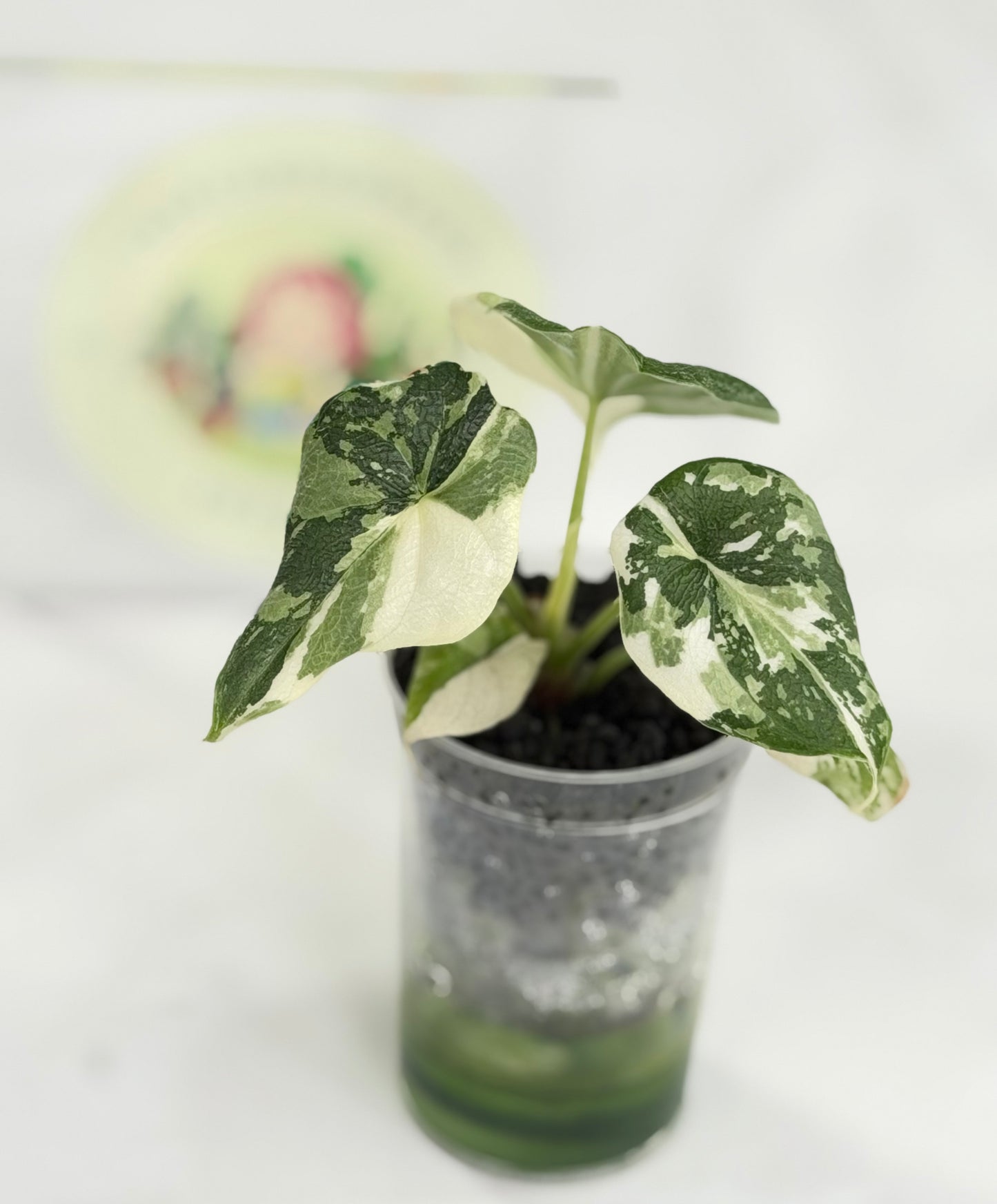 Alocasia Melo Albo #E