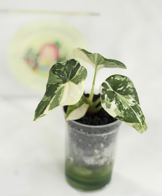Alocasia Melo Albo #E