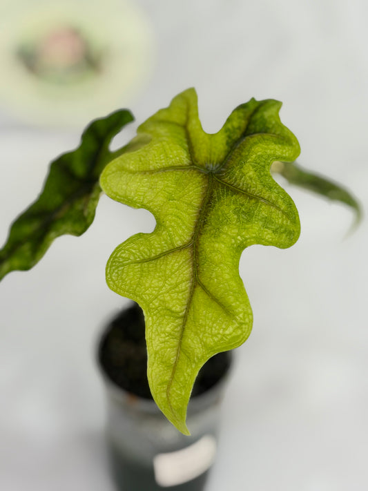 Alocasia Jacklyn Mystic #4